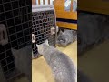 拾った猫ルナくん、ついに先住猫たちとご対面😳