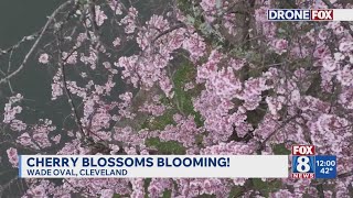 Cherry Blossom trees are blooming spring 2026