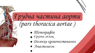 Грудна частина аорти. Pars thoracica aortae. Гілки, ділянки кровопостачання.