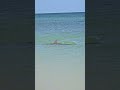A playful dolphin close to shore at Honeymoon Island.  #wildlife #dolphin
