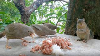 Join Us While We Enjoy Some Food. It’s A Great Way To Relax! | Relaxing Animals
