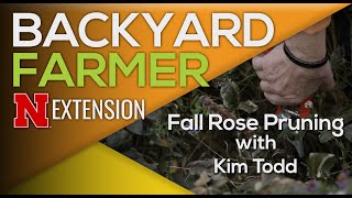 Why You Should Skip Pruning Roses in Fall (Do This Instead)