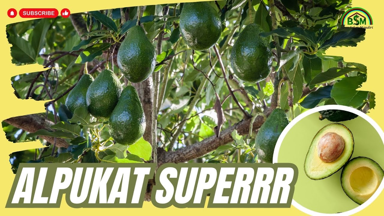 TANAM ALPUKAT KUALITAS SUPER