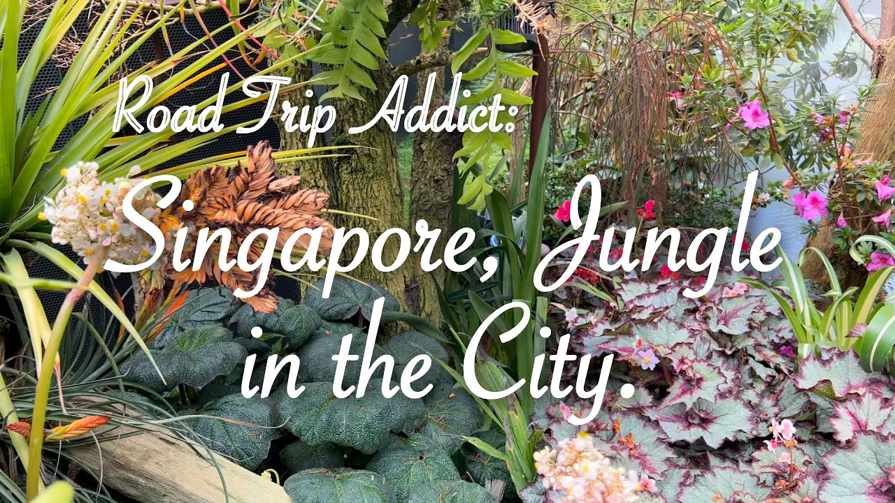 Singapore, Jungle in the City. 🇸🇬🚙🌳🌆 4K HDR