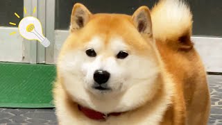 必勝法を発明する絶対散歩行くマン