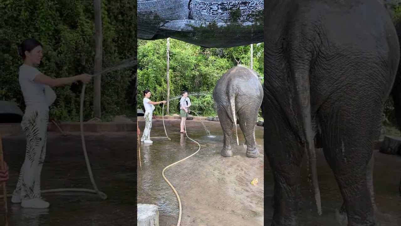 How We Rescued Elephants - From Former Tourist Attractions to Rescued Elephants - Saving Elephants -