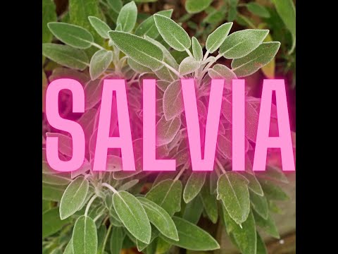 Sage of The Diviners - Salvia
