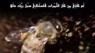 ( وأوحى ربك إلى النحل أن اتخذي من الجبال بيوتاً ومن الشجر ومما يعرشون ...)