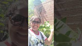 Short Mostrando Bananeira