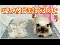 【チョコちゃん】猫ちゃん大暴れの末にこんなに取れました！【ヒマラヤン】