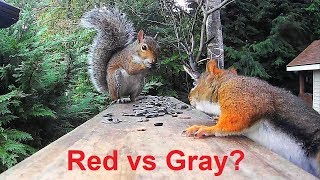 Red Squirrel vs. Gray Squirrel