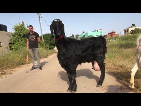 ٤جفاري حليب الف الف احسن من ٤كيلو حليب كل يوم عند اخوكم محمد زكارنه جنين ٠٥٩٨٤٨١٩٤٠