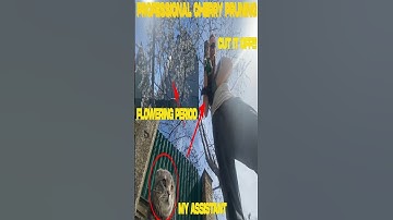 Mastering the Art of Professional Cherry Pruning With CAT