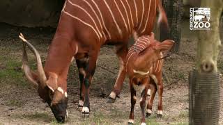 Baby Bongo Out for the First Time - Cincinnati Zoo