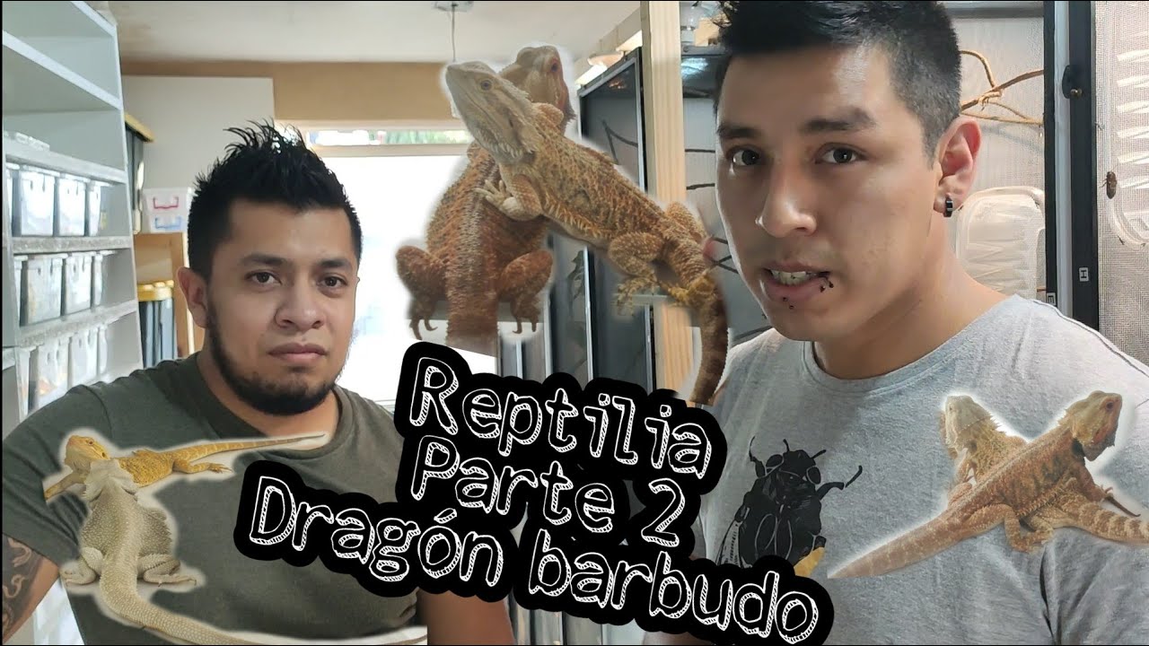 Visitando Reptilia, criadero de Dragón barbudo (Pogona vitticeps)|Parte 2| México exótico | Víctor D