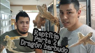 Visitando Reptilia, criadero de Dragón barbudo (Pogona vitticeps)|Parte 2| México exótico | Víctor D