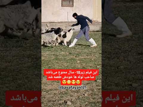 حمله سگهای گله قدر جانی به انسان   