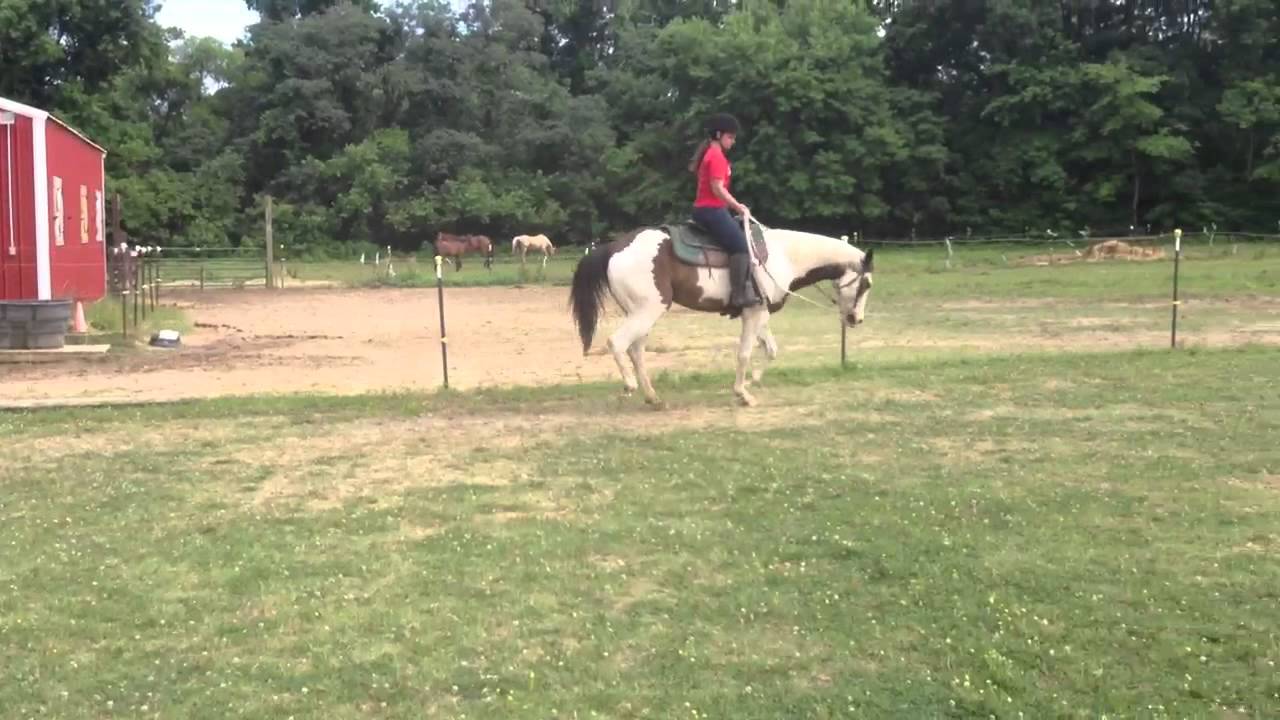 Ringo western pleasure horse For Sale YouTube