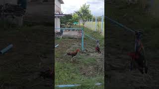Farmer Builds Diy Exercise Machine For Rooster