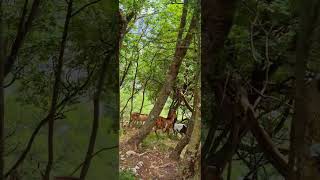 Riserva Naturale della Val Rosandra, Trieste 🥰 #nature #travel #turismo #italy #shorts #shortvideo