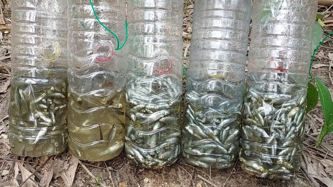 สอนวิธีทำ ขวดดักปลาซิว เข้าดีขนาดไหนไปดูกัน ./วิถีพรานตี๋...