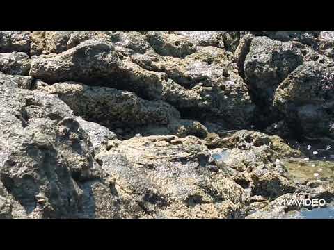 Video: Playa Montezuma Sahili Kosta Rika