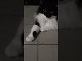 El Show de #Winnie & #Pipe #tuxedocat #cat #dachshund #perrosalchicha #dog PARTE 2