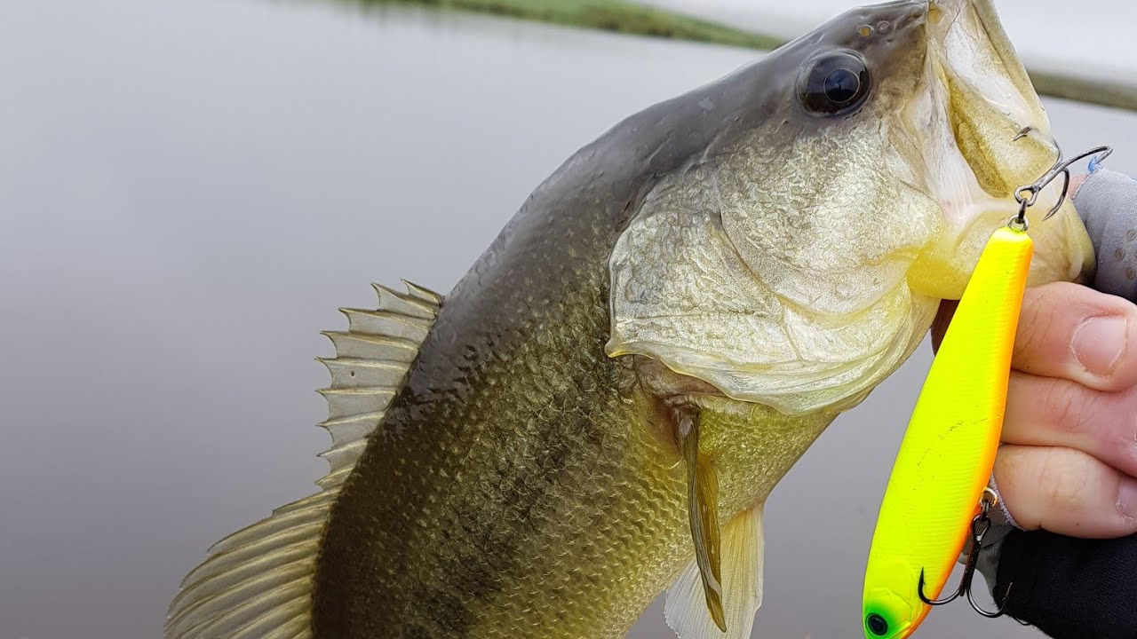 PESCARIA DE BLACK BASS NA SERRA GAÚCHA PESCA ESPORTIVA CHAPADA CIPÓ