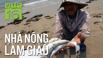 Bài học đắt giá: 9 ngày thả cá chuối hoa, thua lỗ 120 triệu | VTC16