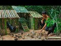Rescue Chicks And Build The Bamboo House For Chickens