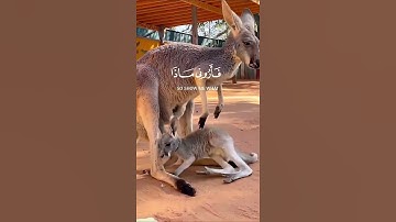 هذا خلق الله|سورة لقمان~الآية11~القارئ #اسلام_صبحي ~🎧🤍