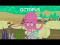 Octopus: The Ocean's Enigmatic Creature