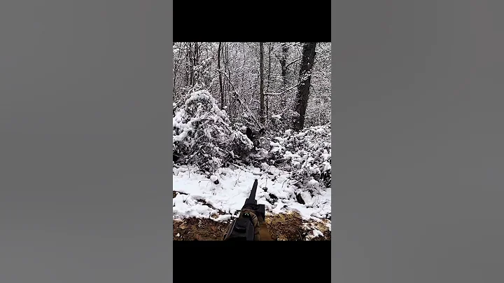 охота на кабана Выдающийся снимок на снегу #wildboar #cinghiale #wildhunting #chasse