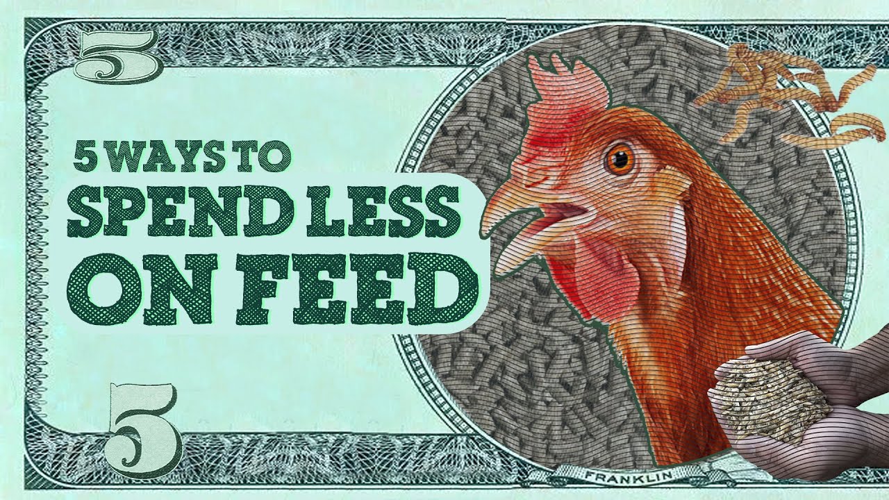 5 Easy Ways to Cut Chicken Feed Costs - YouTube