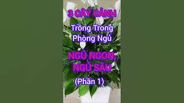 3 Cây Cảnh Trồng Trong Phòng Ngủ Giúp Ngủ Ngon, Ngủ Sâu Tốt Cho Sức Khỏe #dinhduong #suckhoe
