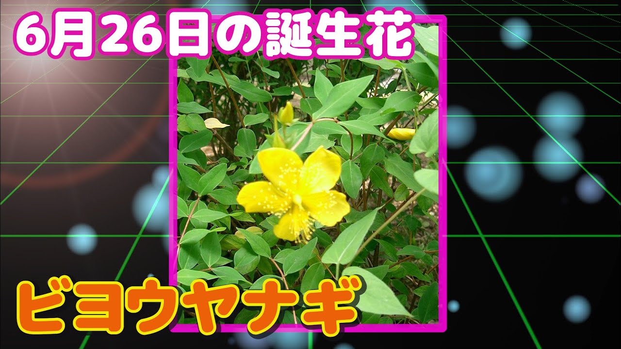 6月26日の誕生花 ビヨウヤナギ どんな花 あなたに送る花言葉は Youtube