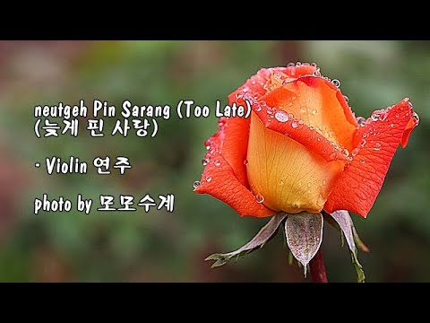 Neutgeh Pin <strong>Sarang</strong> (Too Late) (늦게 핀 사랑) / Violin 연주 &amp;amp; photo by 모모수계
