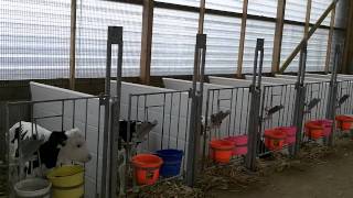 Thank you for viewing my video. This is a very nice barn, and the calves are extremely healthy, clean and comfortable. These are 