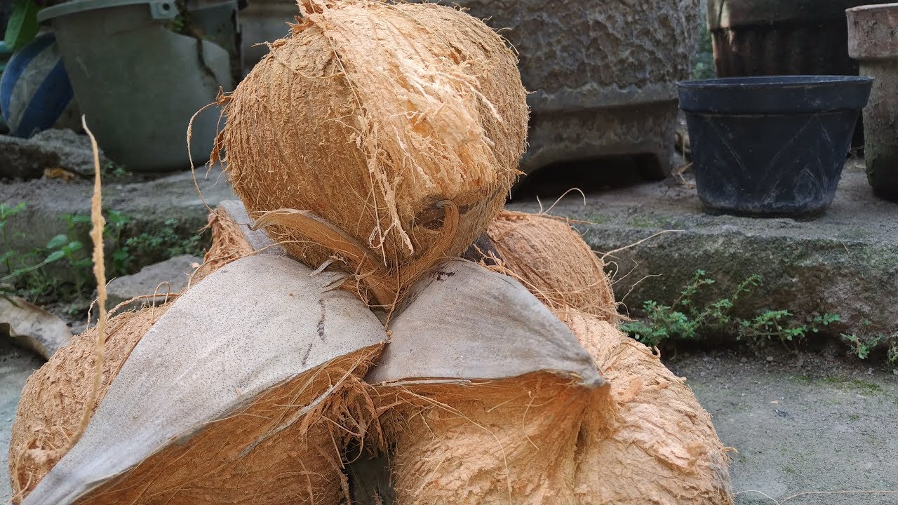  CARA  MEMBUAT  MINYAK  KELAPA HOW TO MAKE COCONUT OIL 