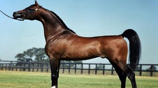 الحصان العربي الأصيل | الفحل الأسطورة علي جمال ابن الأسطورة روميناجا علي | Ali Jamaal