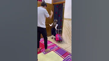 باعو شلون نايمه 
