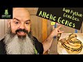 Ball Python Genetics: Allelic Genes