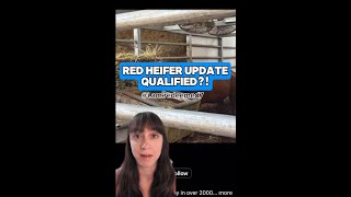Red Heifer Update...this Is Insane