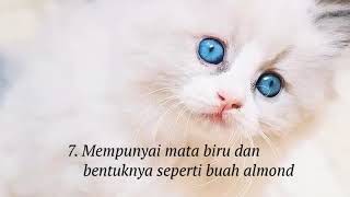 10 Ciri-ciri Kucing Anggora