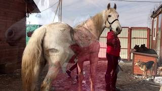 История спасения Души / Выкупили лошадь с бойни