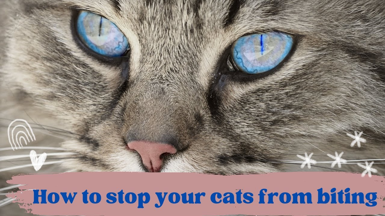 What to do when your cat bites and scratches, 10 tips and ways to train your cat to avoid bites