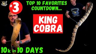 #3 King Cobra World&#39;s Longest Venomous | TOP 10 Favorite Snakes