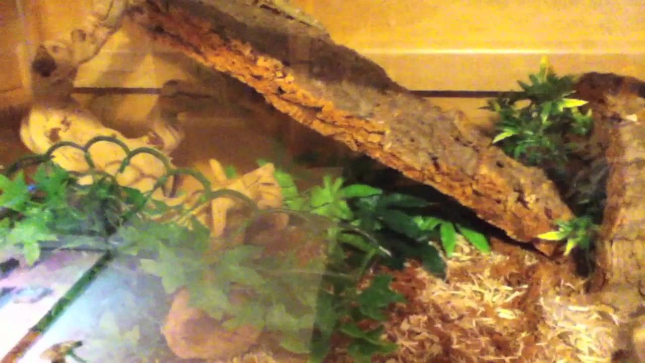 geckos for sale leomygecko/davidsfinegeckos contest entry