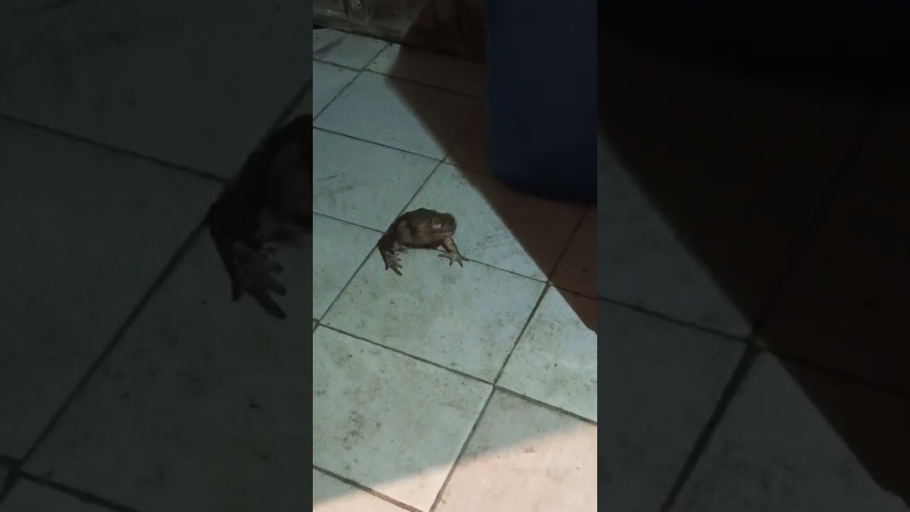 Gamatatsu se alimentando, será que pode deixar comer? 