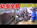 100匹のカブトムシを入れて半年たった特大ケージの土を全て回収します